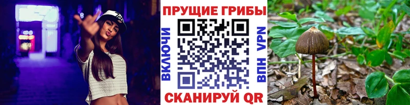 Галлюциногенные грибы мухоморы  где найти   omg tor  Циолковский 